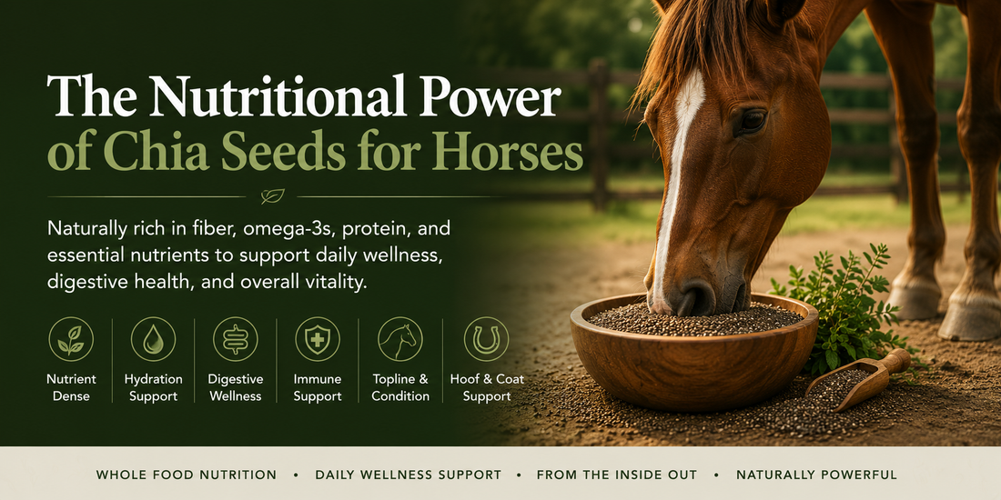 The Nutritional Power of Chia Seeds for Horses