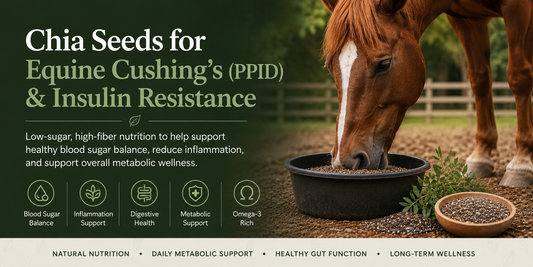 Chia Seeds to Support Horses with Cushing’s (PPID) and Insulin Resistance