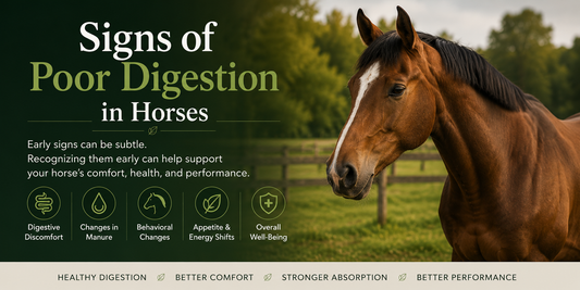 Signs of Poor Digestion in Horses
