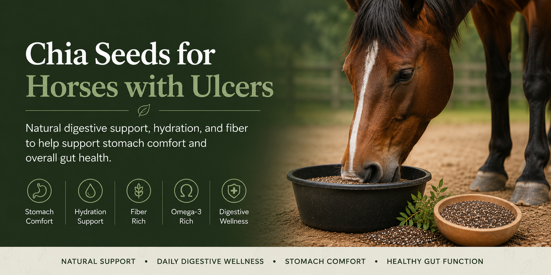 Chia Seeds for Horses with Ulcers