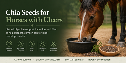 Chia Seeds for Horses with Ulcers