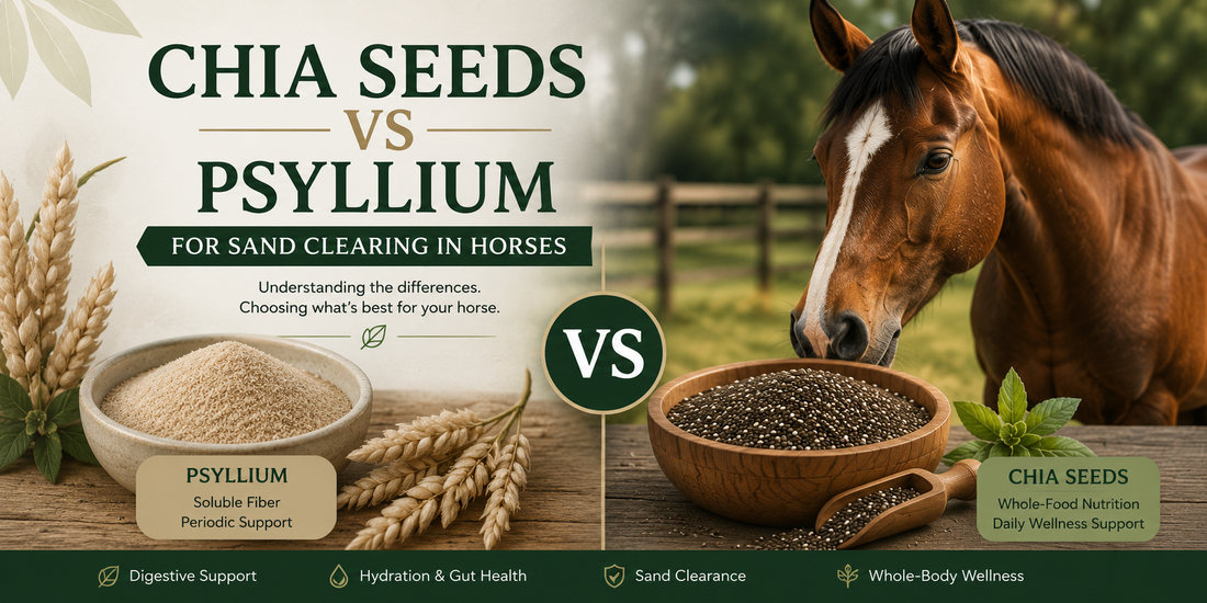 Why Chia Seeds Are the Superior Supplement for Horses (especially for sand clearing)